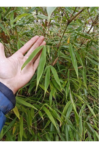 Фаргезія Пінгу лист